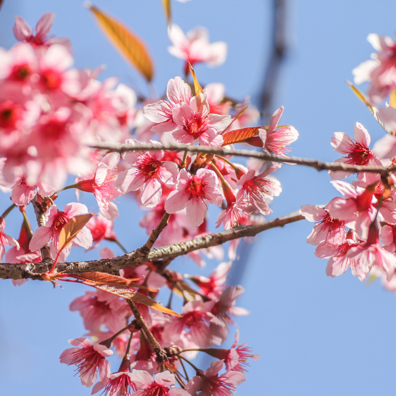 blossom