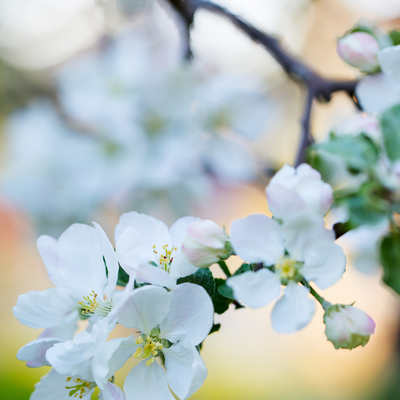 blossom 2